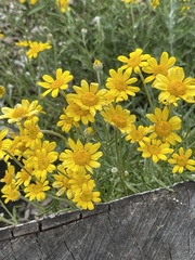 Eriophyllum lanatum integrifolium