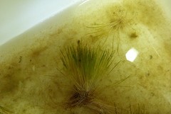 Trithuria inconspicua