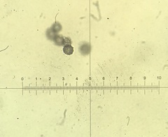 Lactarius subserifluus