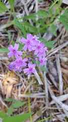 Glandularia canadensis