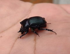 Ceratotrupes