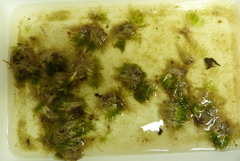Trithuria inconspicua
