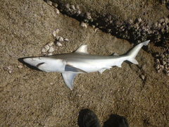 Carcharhinus fitzroyensis