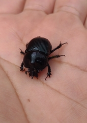 Ceratotrupes