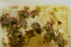 Trithuria inconspicua