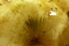 Trithuria inconspicua