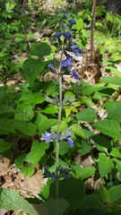 Salvia urticifolia