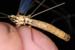 Nephrotoma cornicina