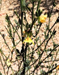 Acmispon glaber glaber