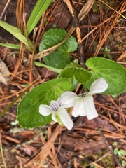 Viola grahamii