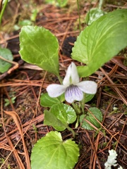 Viola grahamii