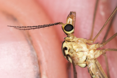 Nephrotoma cornicina