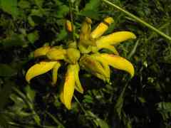 Mucuna sloanei