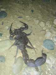 Androctonus liouvillei