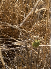 Chlorochroa uhleri