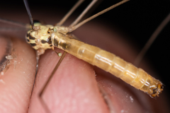 Nephrotoma cornicina