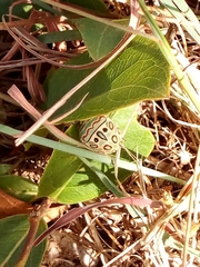 Sphaerocoris annulus