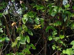 Mucuna sloanei