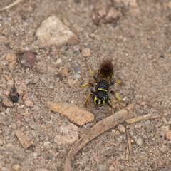 Aphilanthops frigidus