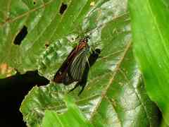 Paracarystus hypargyra