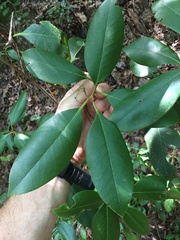Rhododendron minus