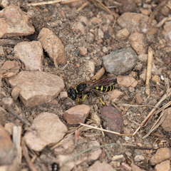 Aphilanthops frigidus