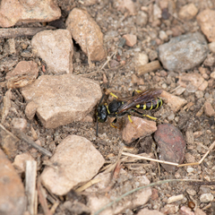 Aphilanthops frigidus