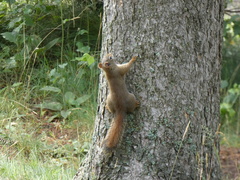 Tamiasciurus hudsonicus