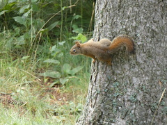 Tamiasciurus hudsonicus