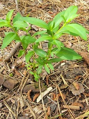 Lysimachia terrestris