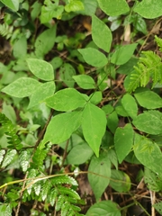 Hylodesmum podocarpum