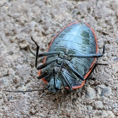 Chlorochroa ligata
