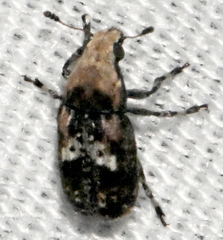 Euparius paganus