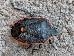 Chlorochroa ligata