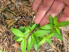 Lysimachia terrestris