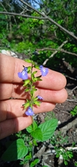 Salvia tehuacana