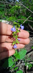 Salvia tehuacana