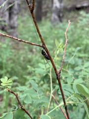 Liometopum apiculatum