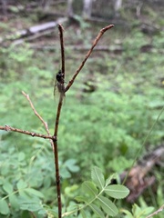 Liometopum apiculatum