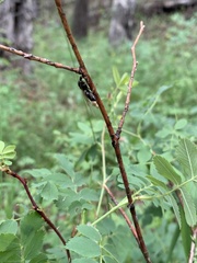 Liometopum apiculatum