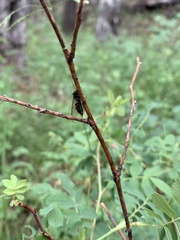 Liometopum apiculatum