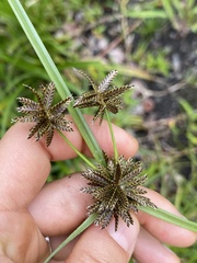 Cyperus sanguinolentus