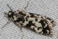 Eudonia aphrodes