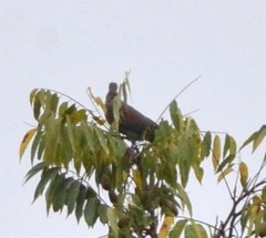 Patagioenas speciosa