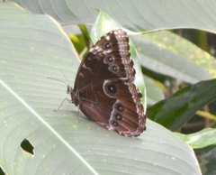 Morpho helenor montezuma
