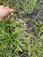 Cyperus sanguinolentus