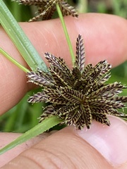 Cyperus sanguinolentus