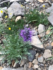 Phacelia sericea sericea