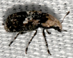 Euparius paganus