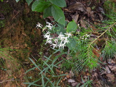 Sericocarpus linifolius